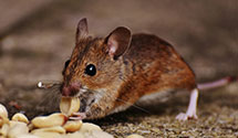 24 Hour & Emergency Exterminators in Uc San Francisco, CA